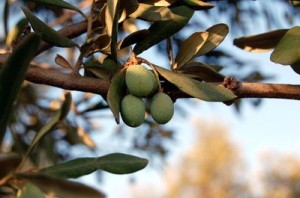 Oliven gesund
