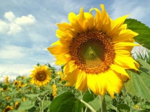 Sonnenblumenkerne gesund